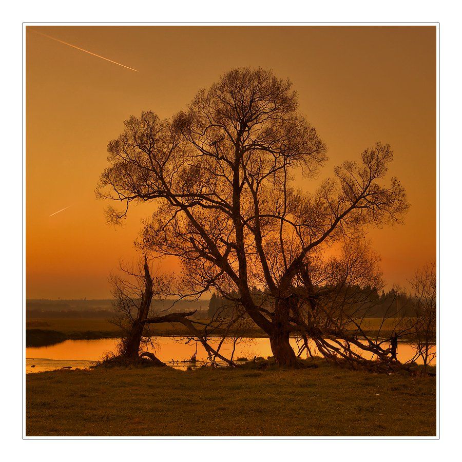 дерево, поле, пруд, пейзаж, вечер, Oleg Dmitriev