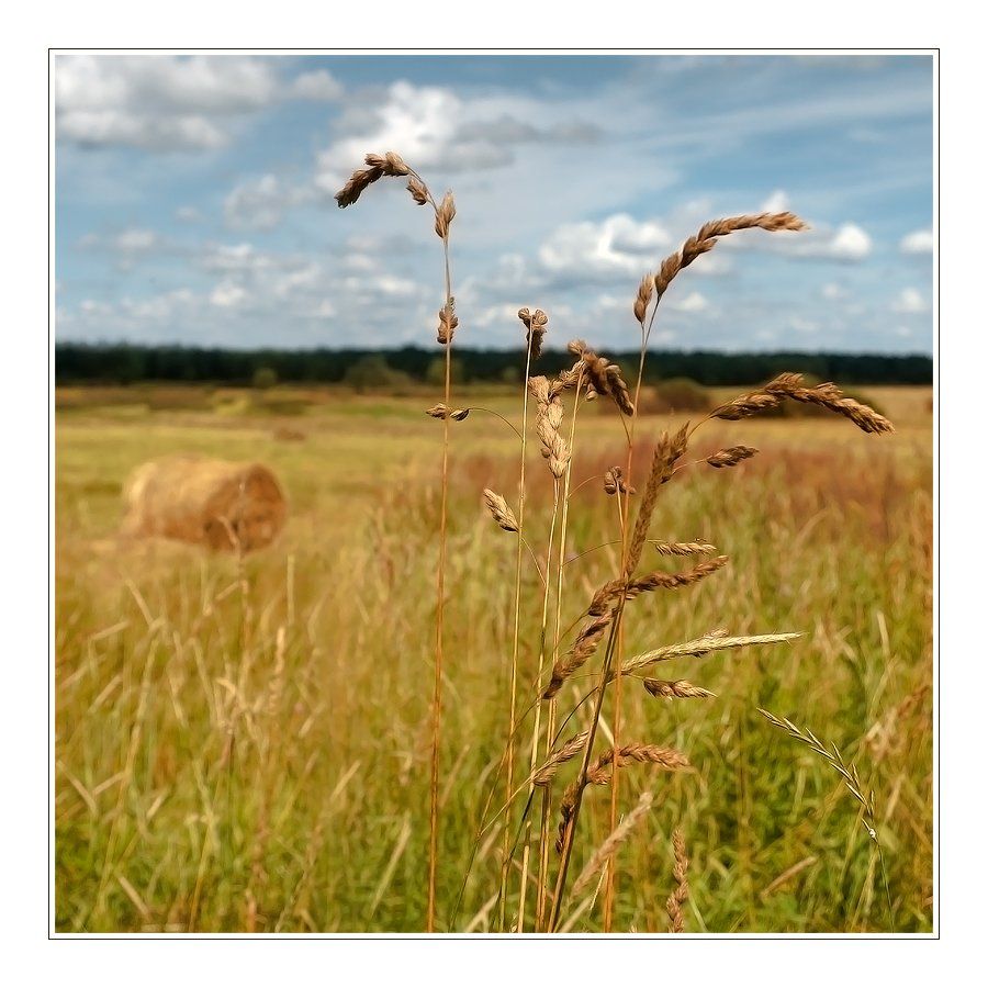 лето, поле, трава, стога, небо, пейзаж, Oleg Dmitriev