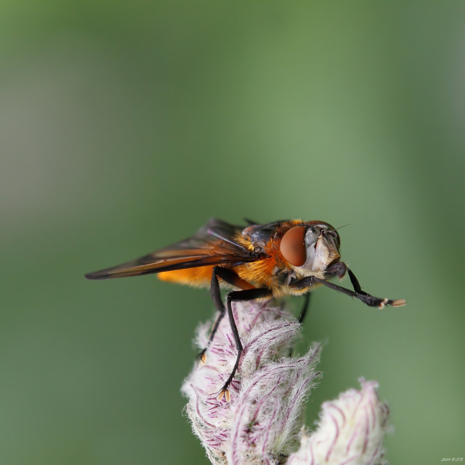 макро,ежемуха толстокрылая,ectophasia crassipennis,тachinid fly,wanzenfliege, Eustignos Sergej
