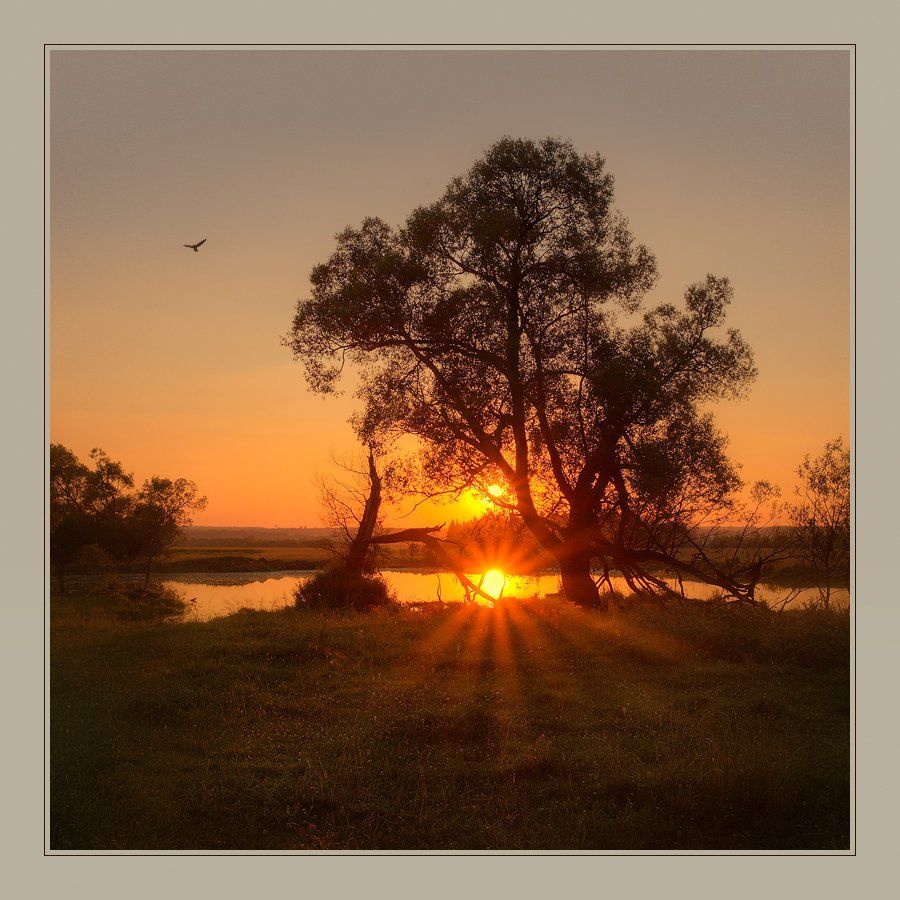 дерево, поле, пруд, пезаж, вечер, солнце, Oleg Dmitriev