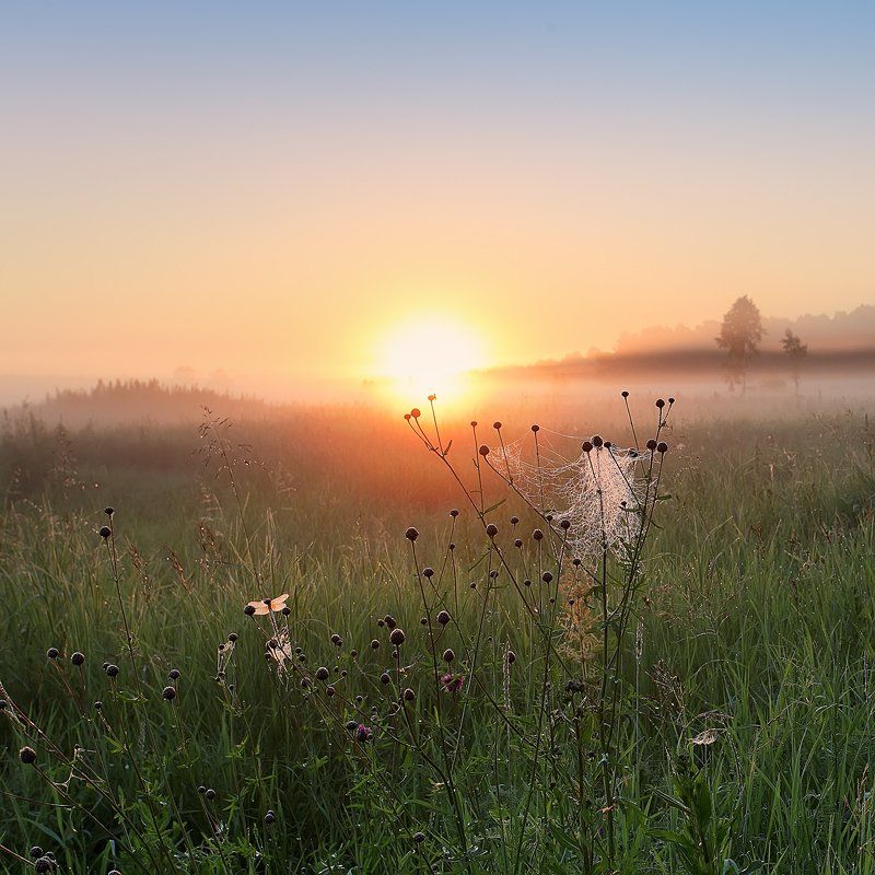 пейзаж, природа, утро, роса, рассвет, солнце, Sokolova Tatiana