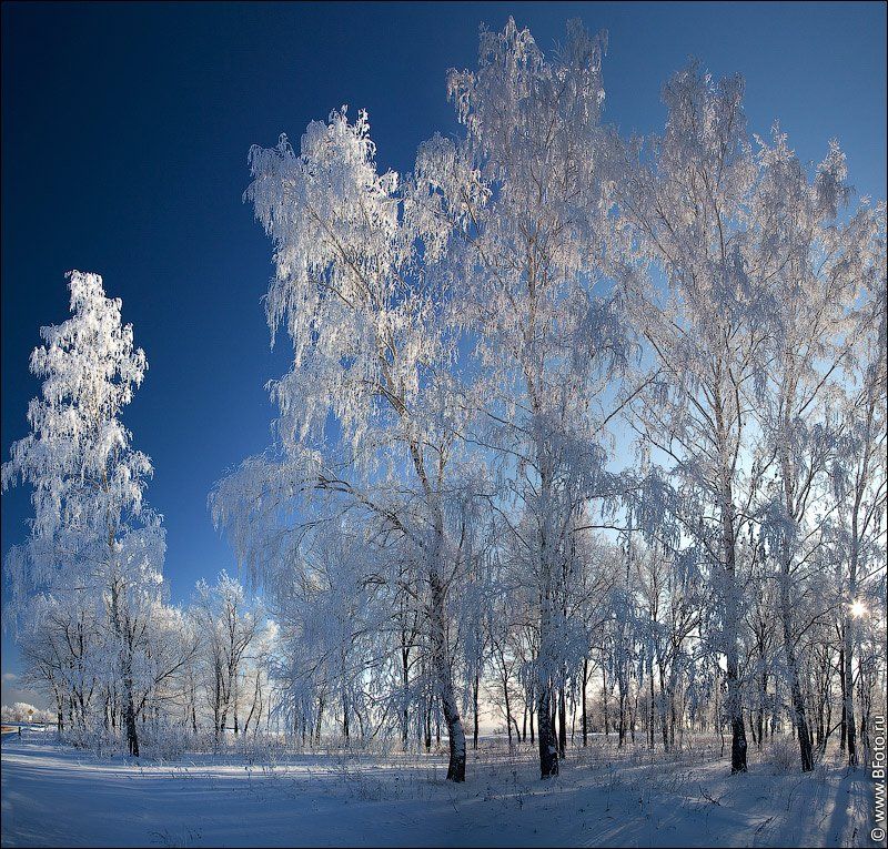зима, пейзаж, природа, березы, россия, Алексей Строганов