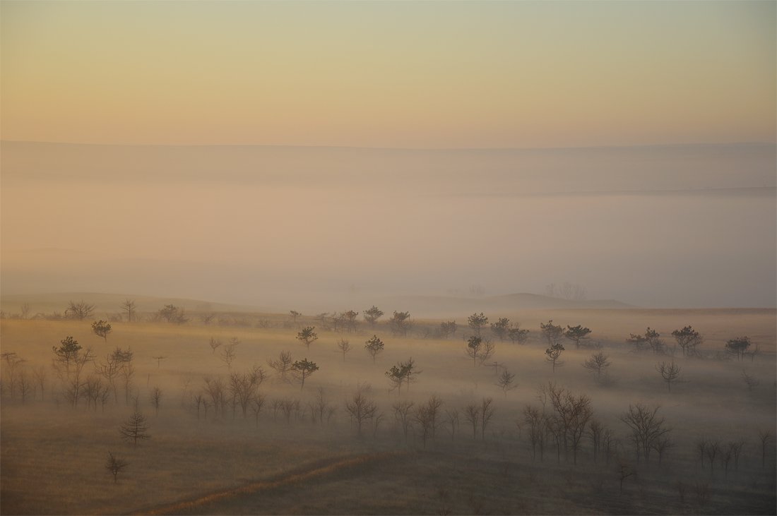 утро,туман,деревья, Дeнис Бoдрoв