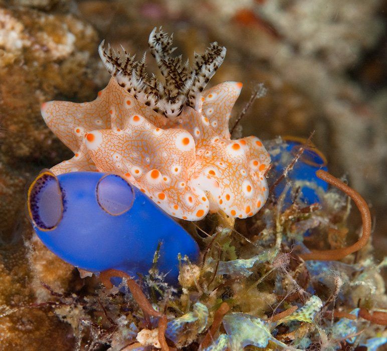 голожаберный, моллюск, underwater, Виктор Чистов