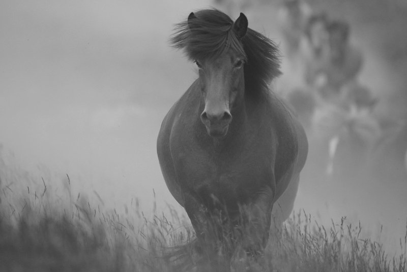 лошадь, Ксения