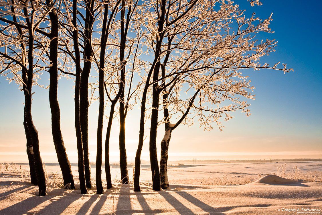 иней, зима, февраль, дерево, солнце, восход, холод, роща, поле, небо, арт-фото, Григорий Пожванов