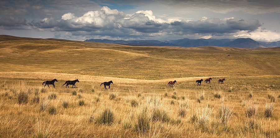 пейзаж, казахстан, лошади, Constantine Kikvidze