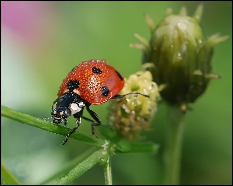 антикафе экзотариум жучки-паучки. кафе жучки паучки. жучки-паучки. жучки-паучки. антикафе жучки-паучки москва.