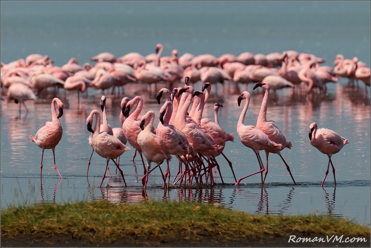 африка, кения, озеро накуру, розовый фламинго, Роман Мурушкин