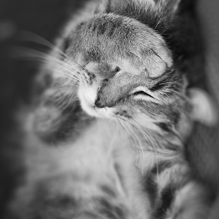 cat,details,emotion,black and white,in focus,dof,bokeh, Сергій Козачук