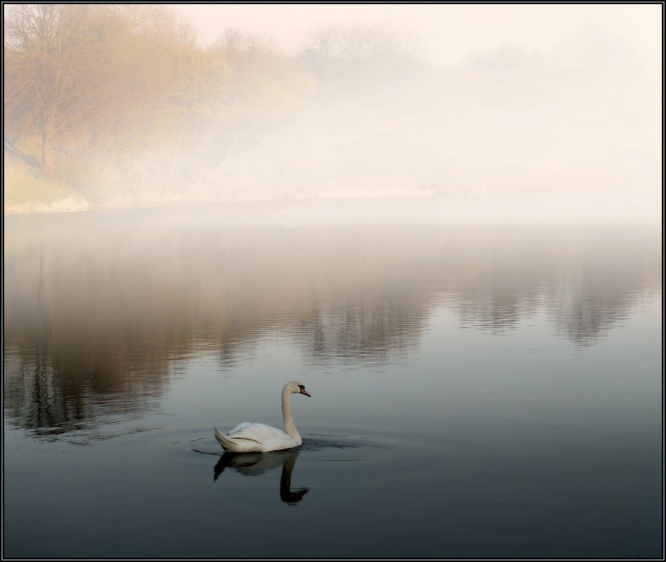 осень, пруд, туман, лебедь, одиночество, Владимир