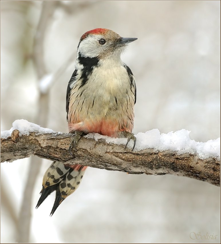 птицы , природа , дятел , зима , средний пёстрый , dendrocopos medius, Солисия