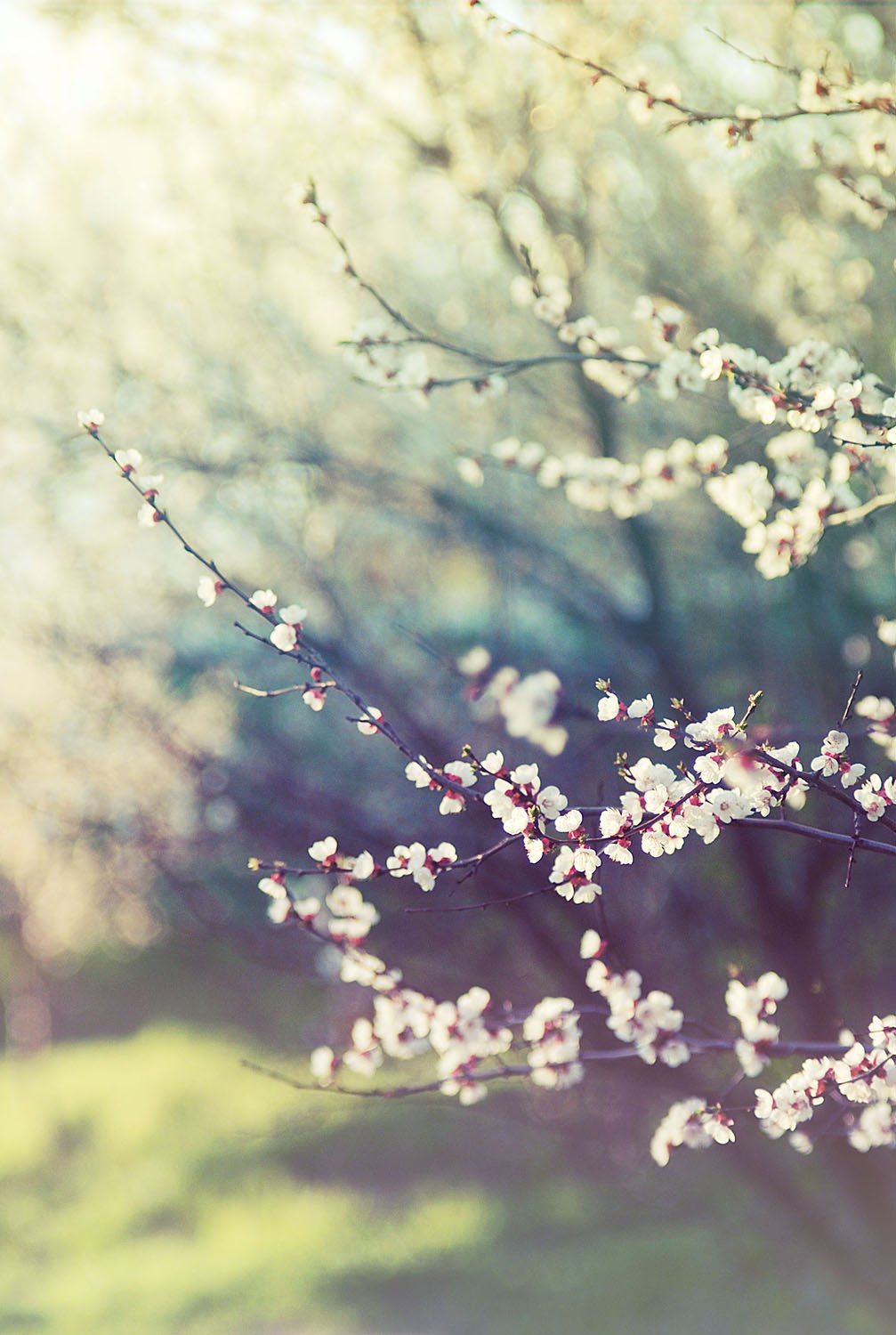 весна, апрель, деревья, цветы, Мария Сечкарева