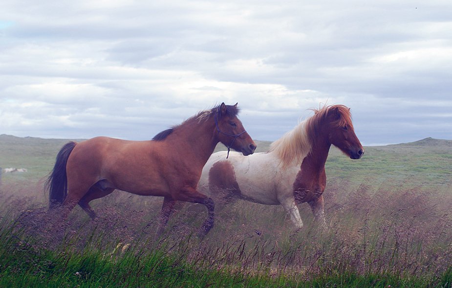 лошади, Ксения