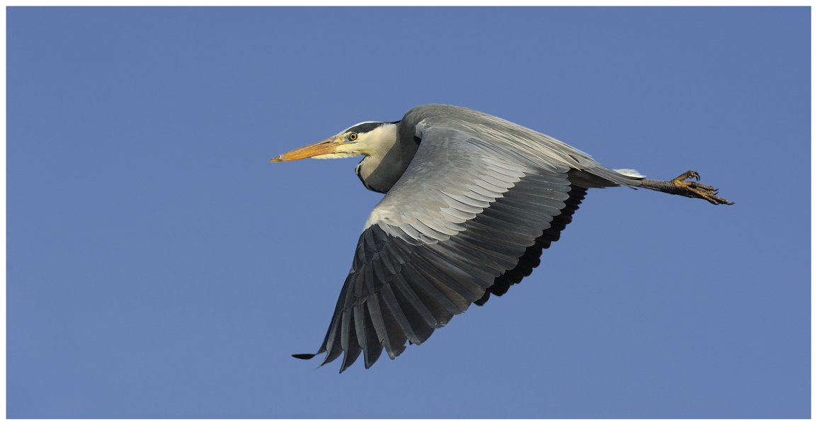 серая цапля, grey heron, ardea cinerea, взрослая, adult; в полете, in flight, нидерланды, the netherlands, Наталья Паклина