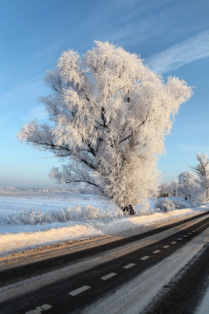 дорога, мороз, снег, иней, утро, rul