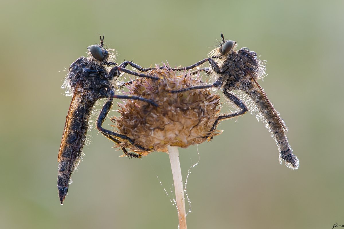 macro, makro, wild, wildlife, insect, nature, Mariusz Oparski