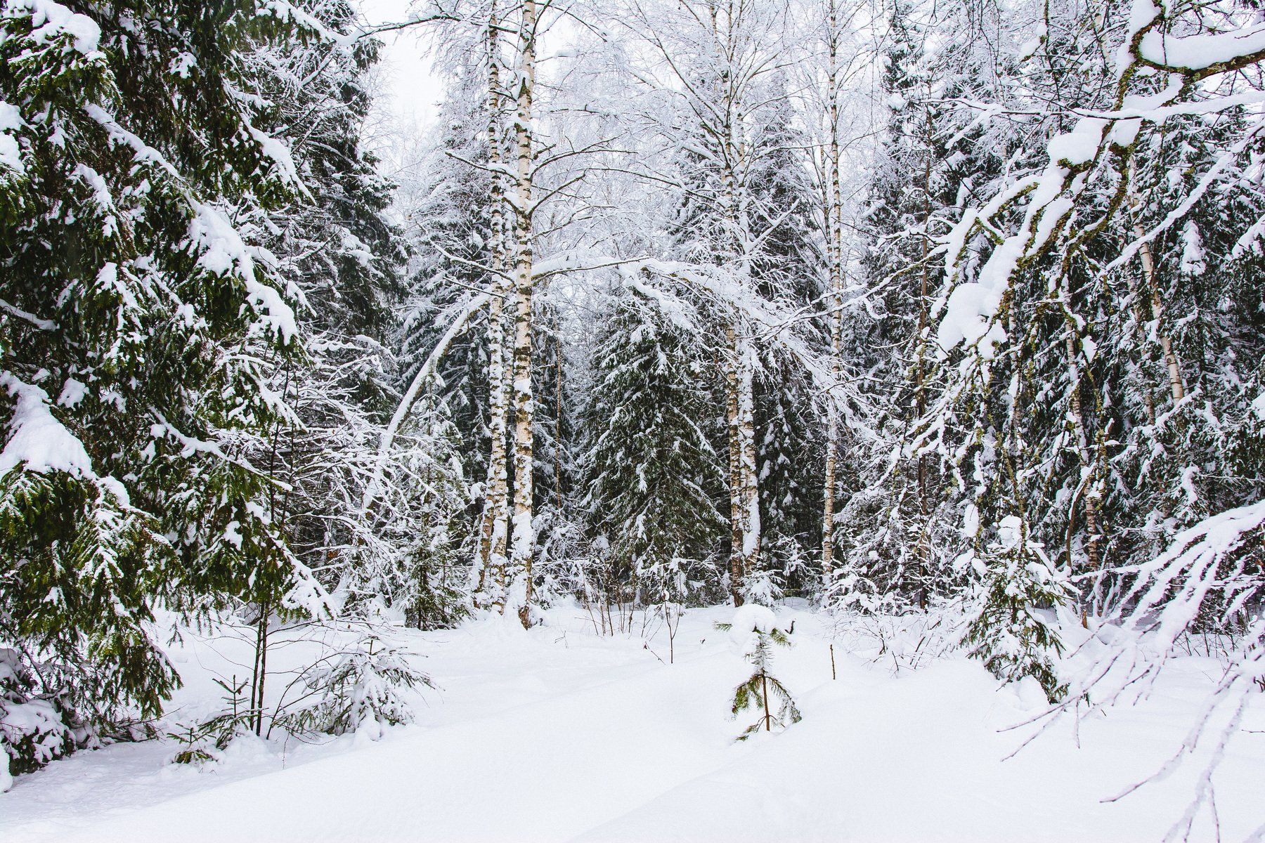 природа, пейзаж, зима, снег, деревья, лес, Василий Шумкин