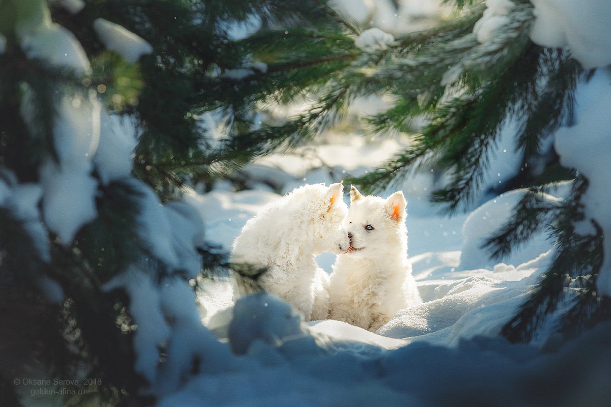 собака, лес, зима, хаски, щенок, снег, любовь, поцелуй, Оксана Серова