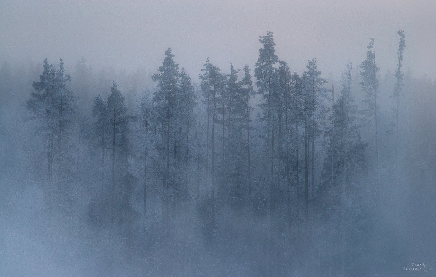 ленинградская область, туман, зима, дымка, зимний пейзаж, Степаненко Ольга