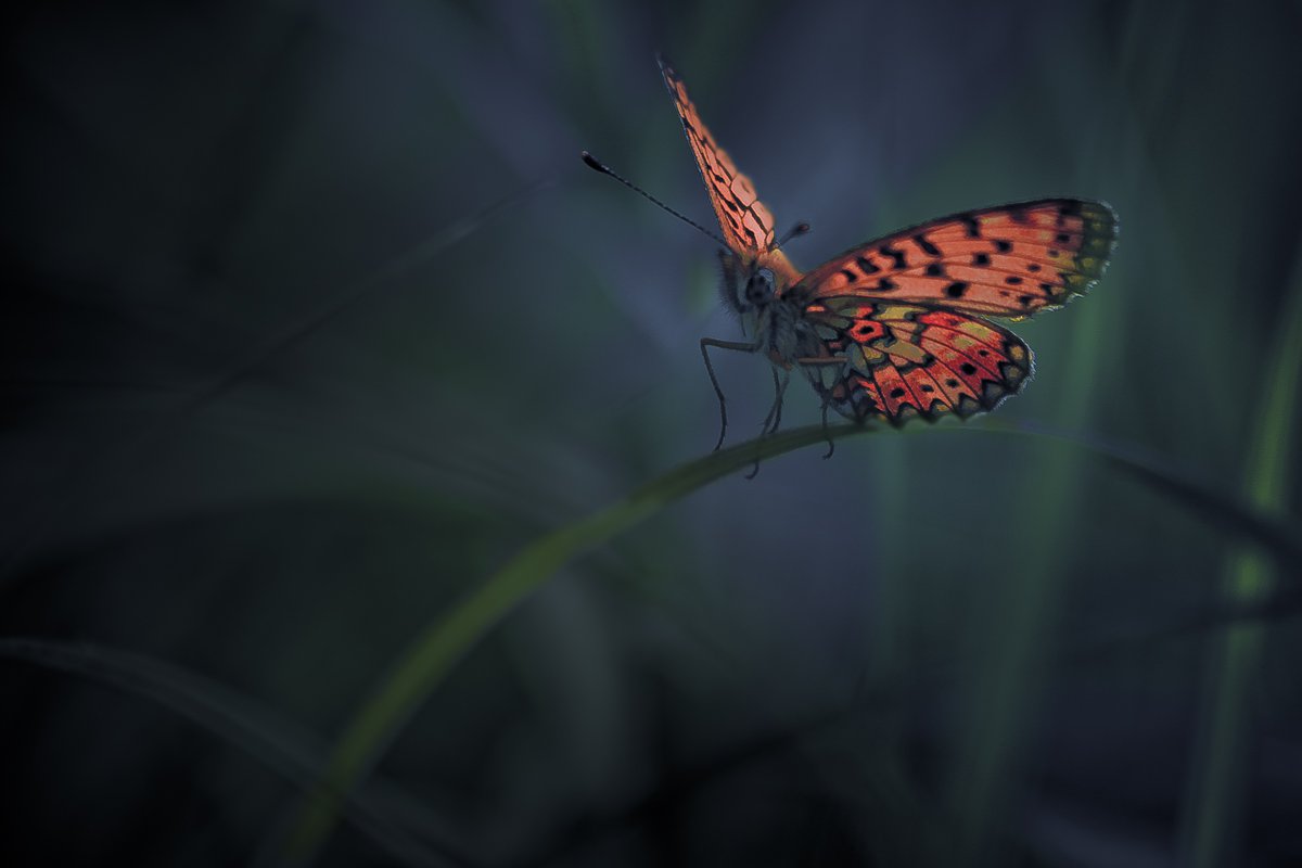 butterfly, nature, Gabriel Prescornita
