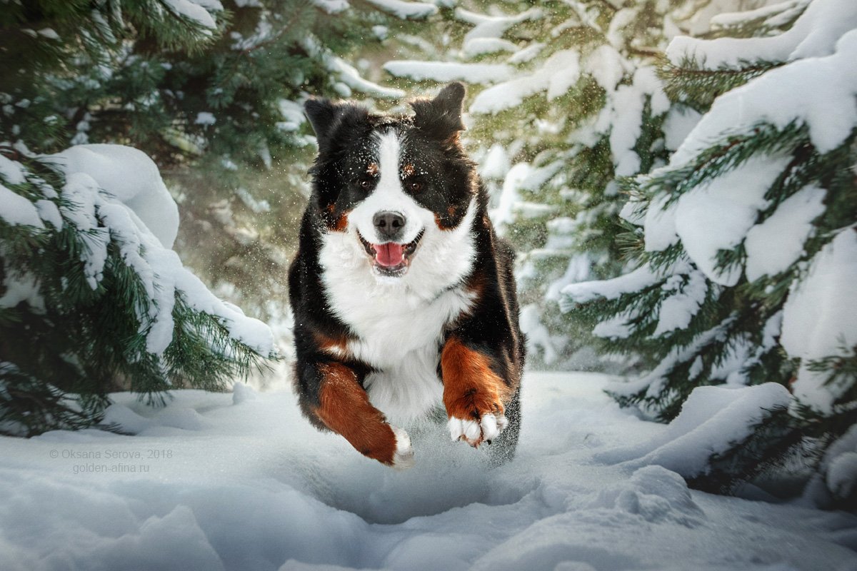 собака, зима, снег, бернский зенненхунд, порода, радость, улыбка, Оксана Серова