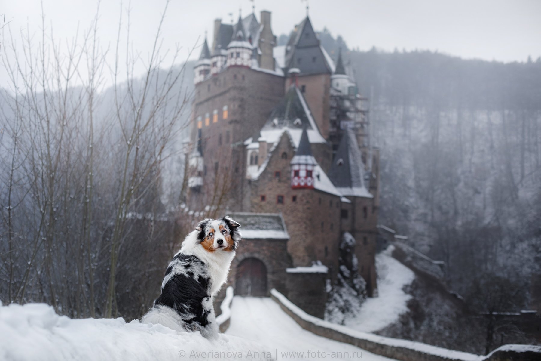 собака, природа, Castle Elz, Germany, Анна Аверьянова