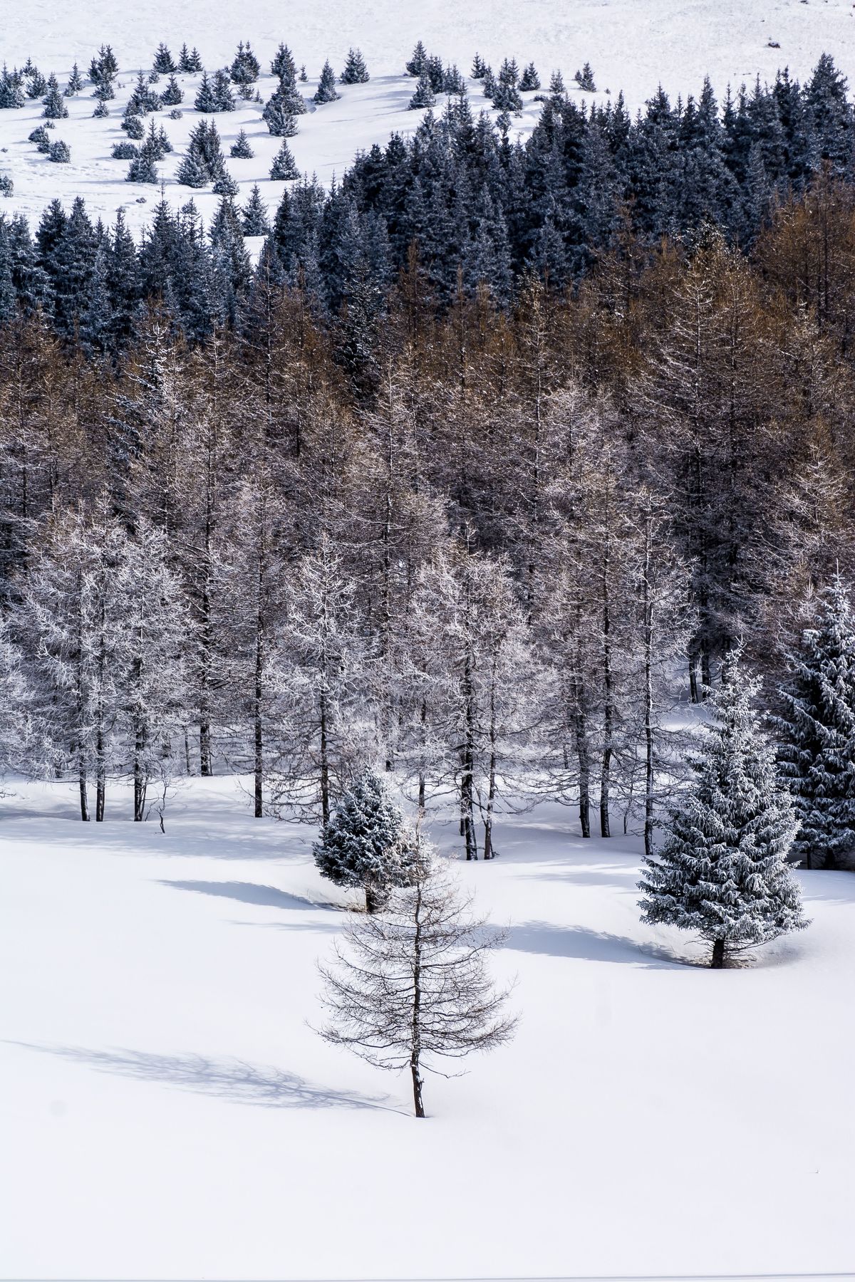 природа, пейзаж, горы, зима, деревья, лес, снег, Василий Шумкин