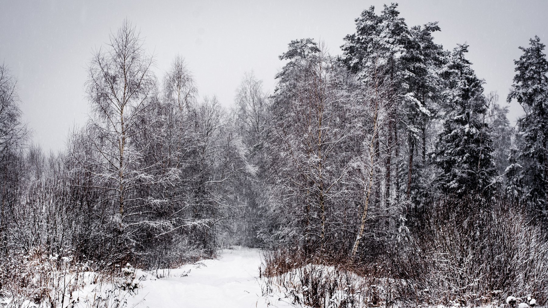 зима, снег, лес, деревья, дорога, пейзаж, природа, Василий Шумкин