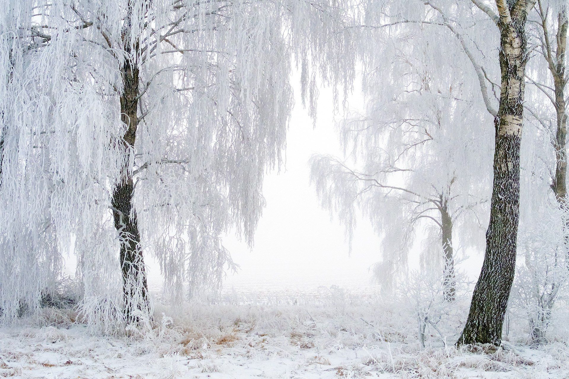 зима, снег, иней, березы, мороз, winter, frost, snow, trees, Харланов Никита