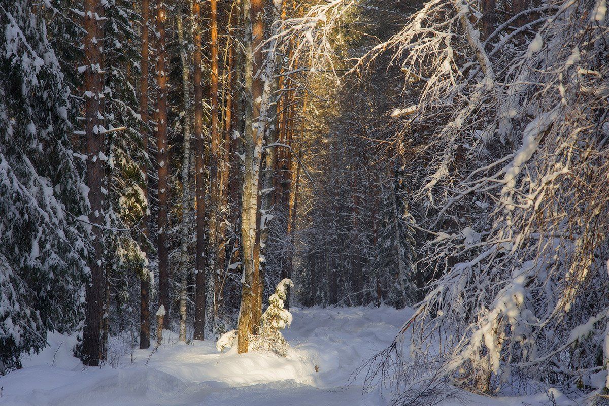 зима лес свет, Дмитрий Алексеев