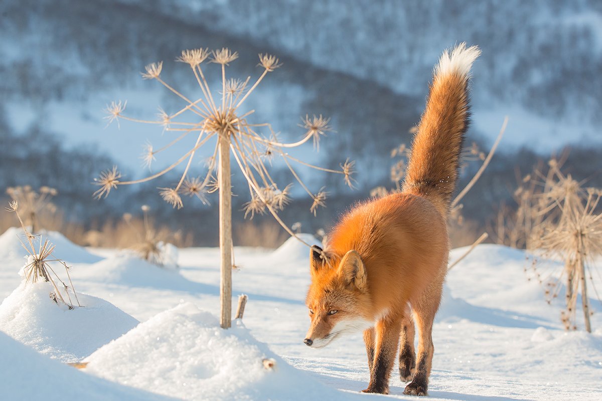 Камчатка, лиса, зима, природа, путешествие, животные, , Денис Будьков