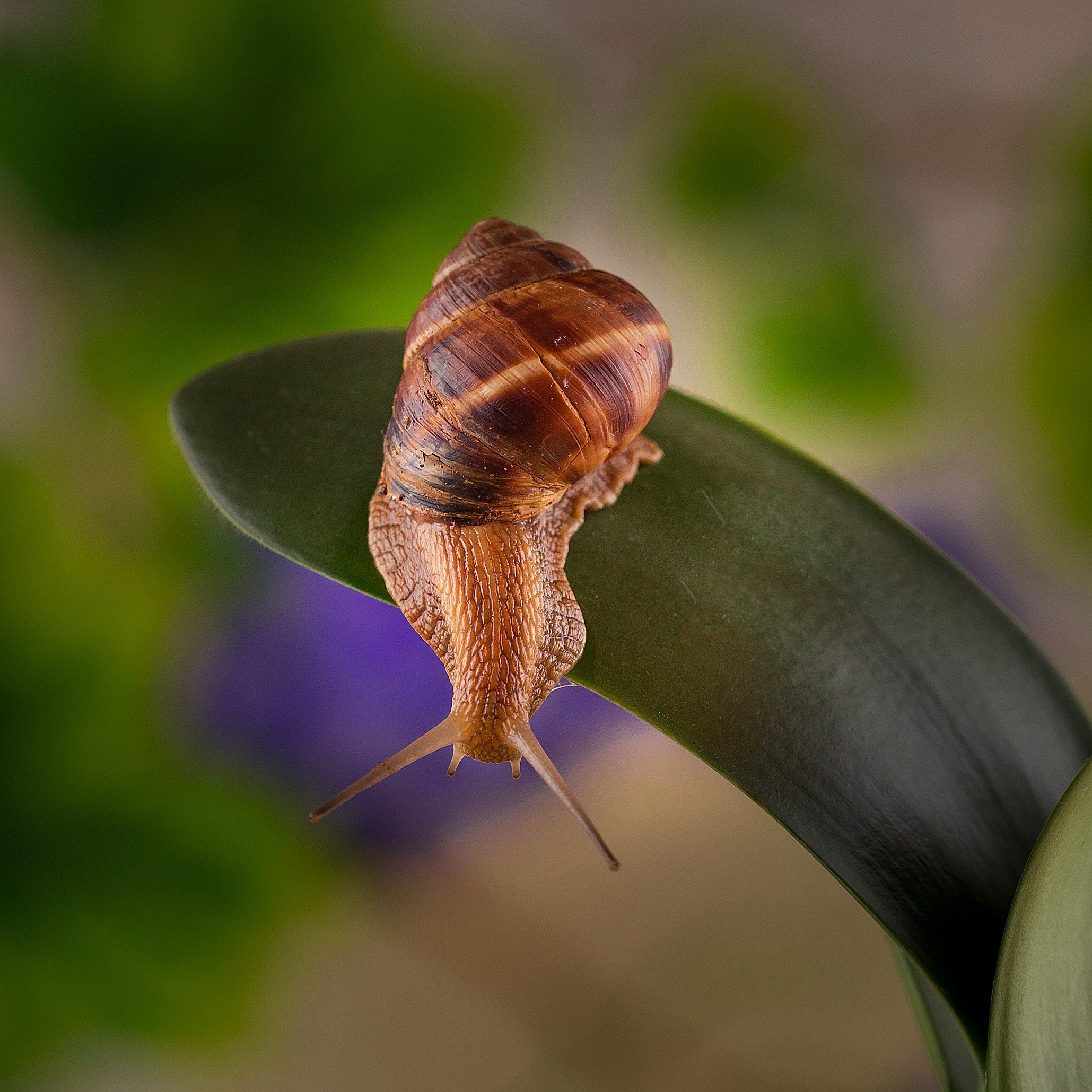 макро, улитка, macro, Андрей Родионов