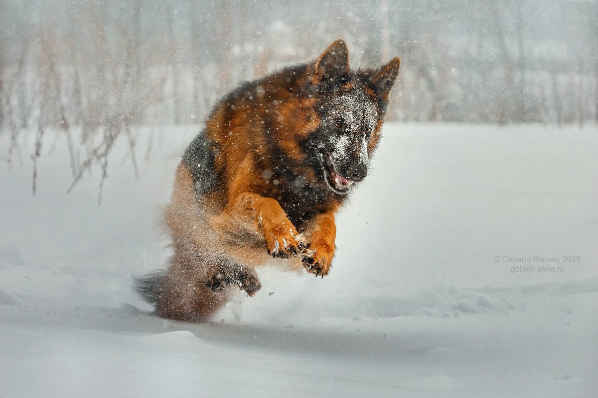 собака, зима, снег, немецкая овчарка, порода, радость, охота, движение, зимние забавы, Оксана Серова