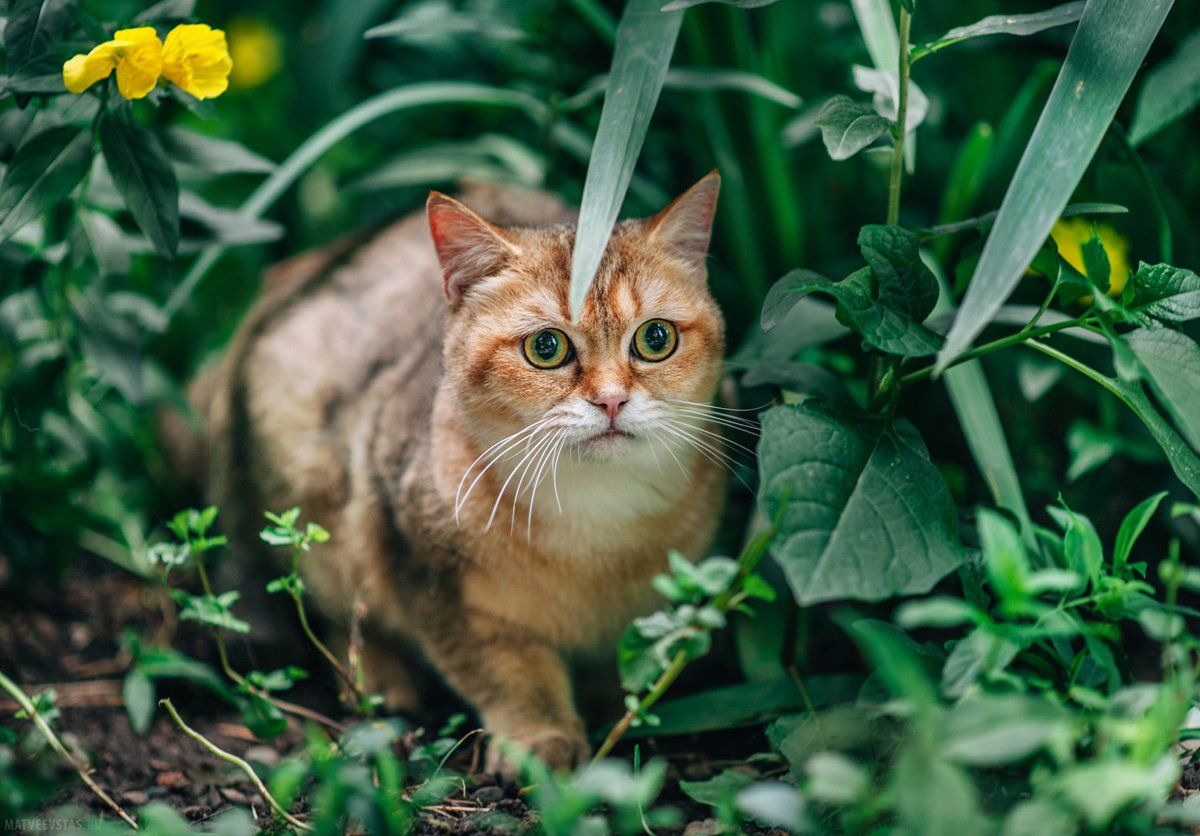 кот, коты, котик, трава, цветы, охотник, Матвеев Стас