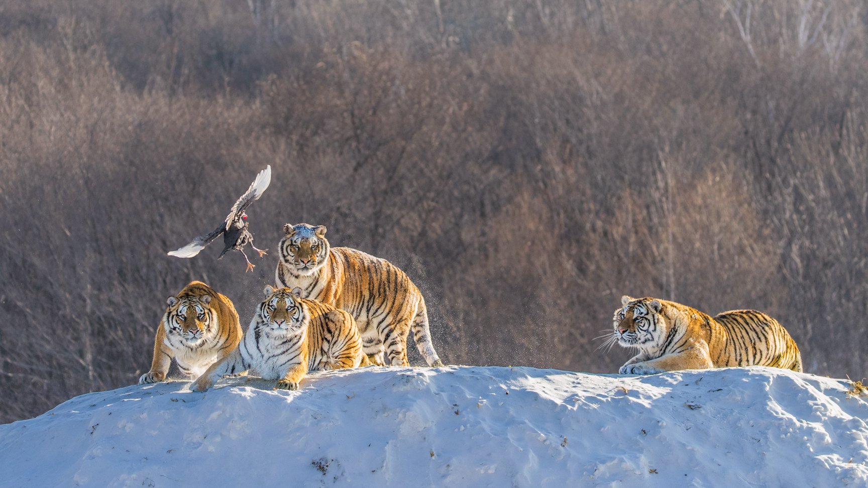 тигры, охота, тигры на снегу, Алексей Сулоев