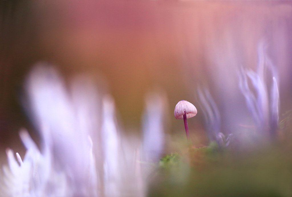 Осень,лес,грибы., Виктор Шнайдер