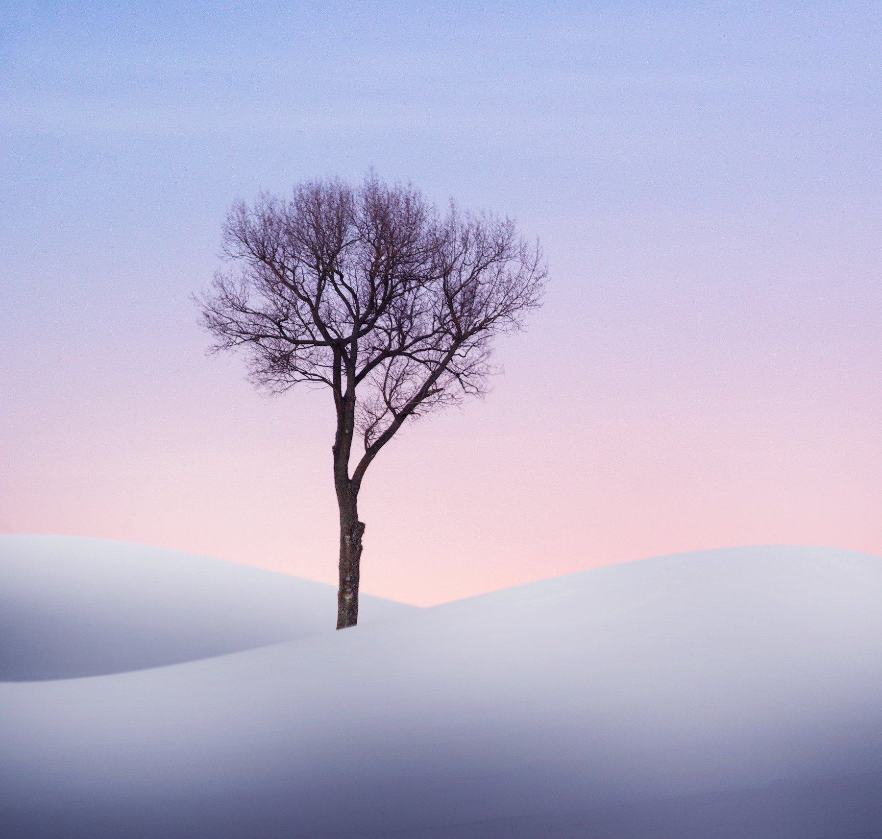 winter, minimalism, tree, snow, , Mindaugas Žarys