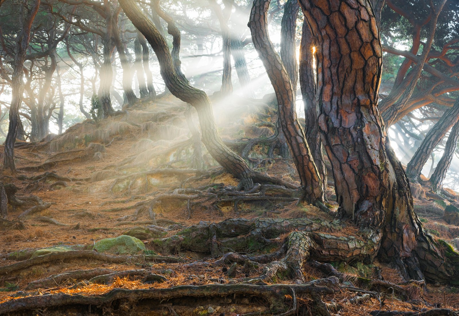 in the woods, rays, light, roots, tree trunk, korea, Jaeyoun Ryu