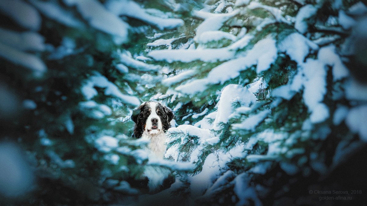 собака, бернский зенненхунд, зима, лес, снег, Россия, Оксана Серова