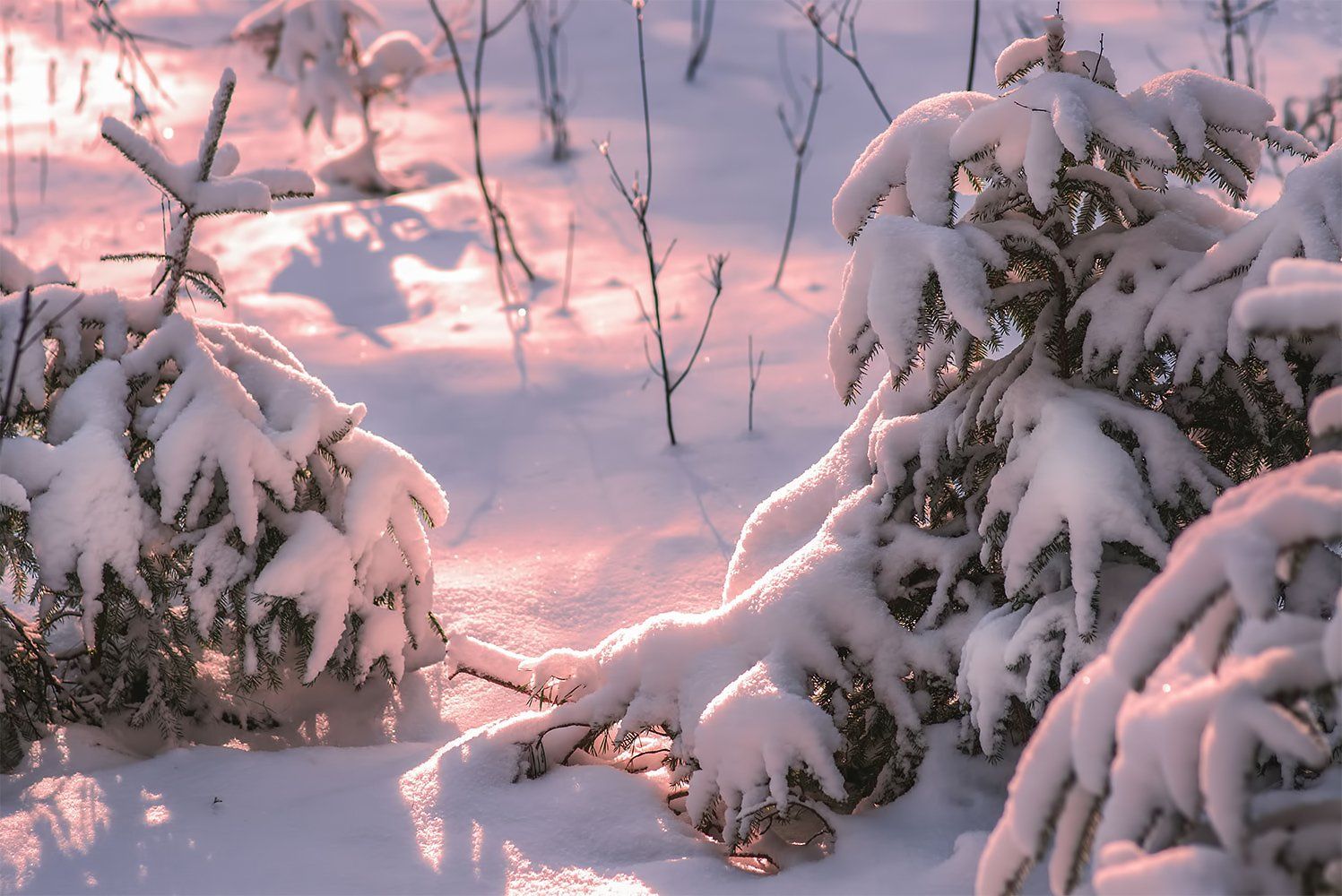 sunrise,forest,winter,snow, Daiva Cirtautė