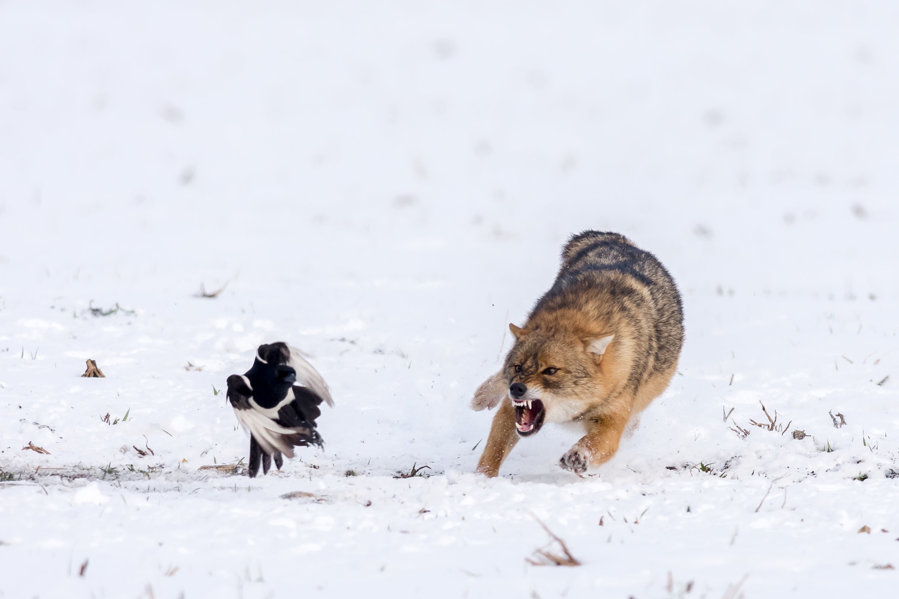#winter #white #jackal #roar #wildlife #snow #bird #running_animal #animal #action #fury #angry, Nikolay Nikolov