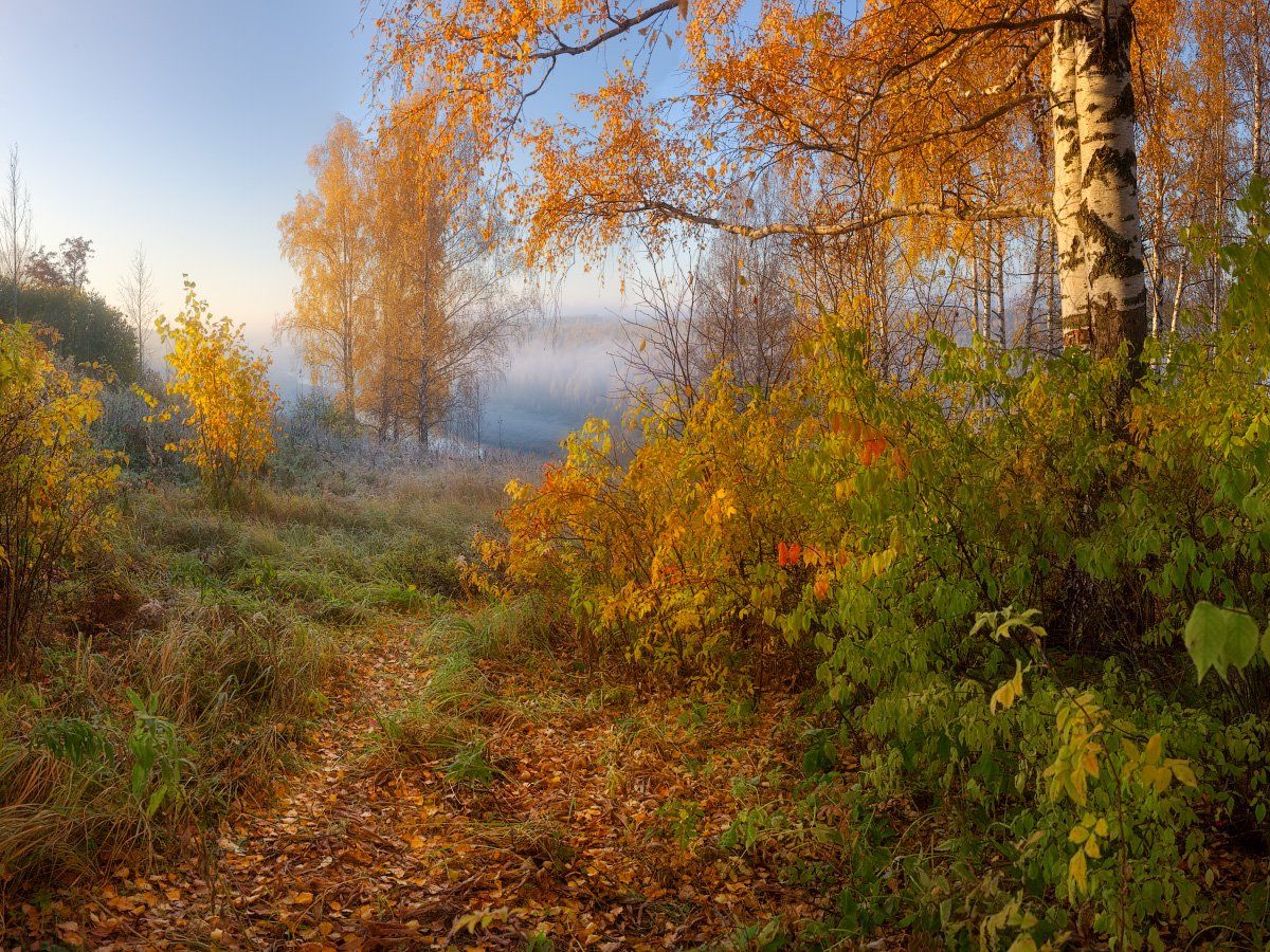осень, лес, туман, Дмитрий Медянцев