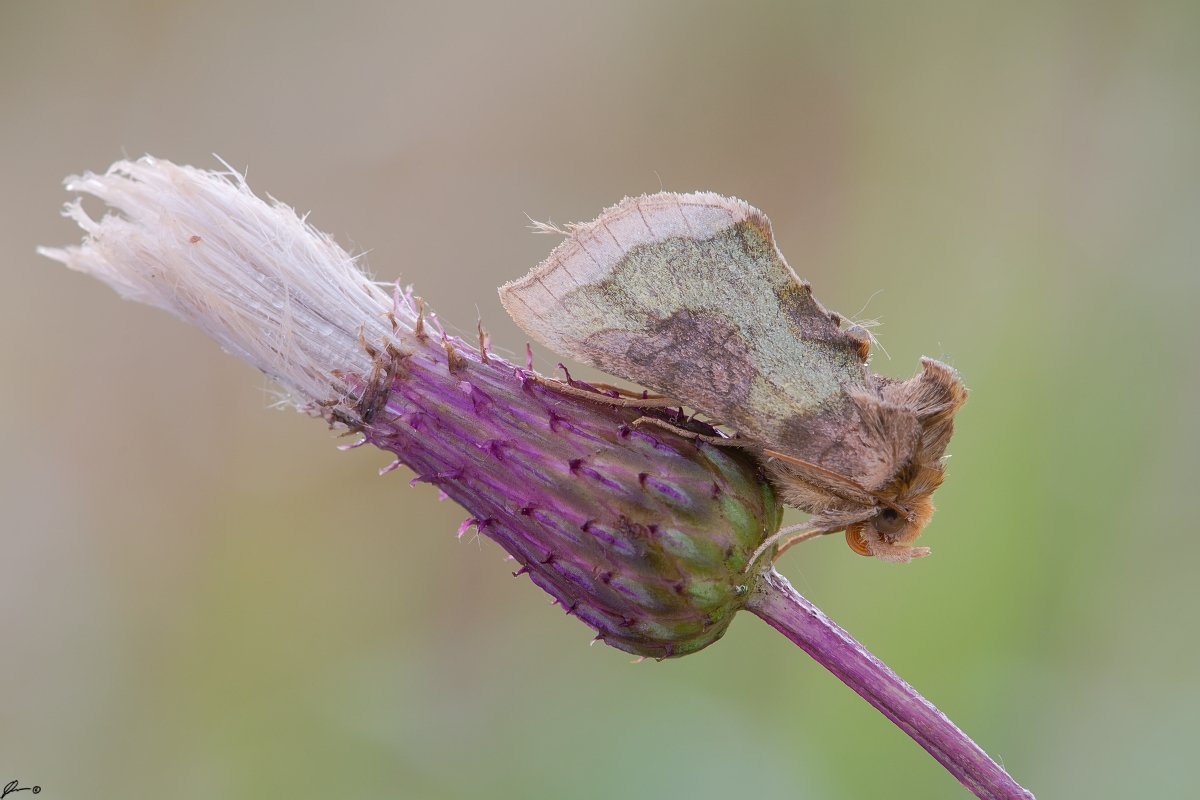 macro, makro, flowers, wild, wildlife, buttrrfly, nature, Mariusz Oparski