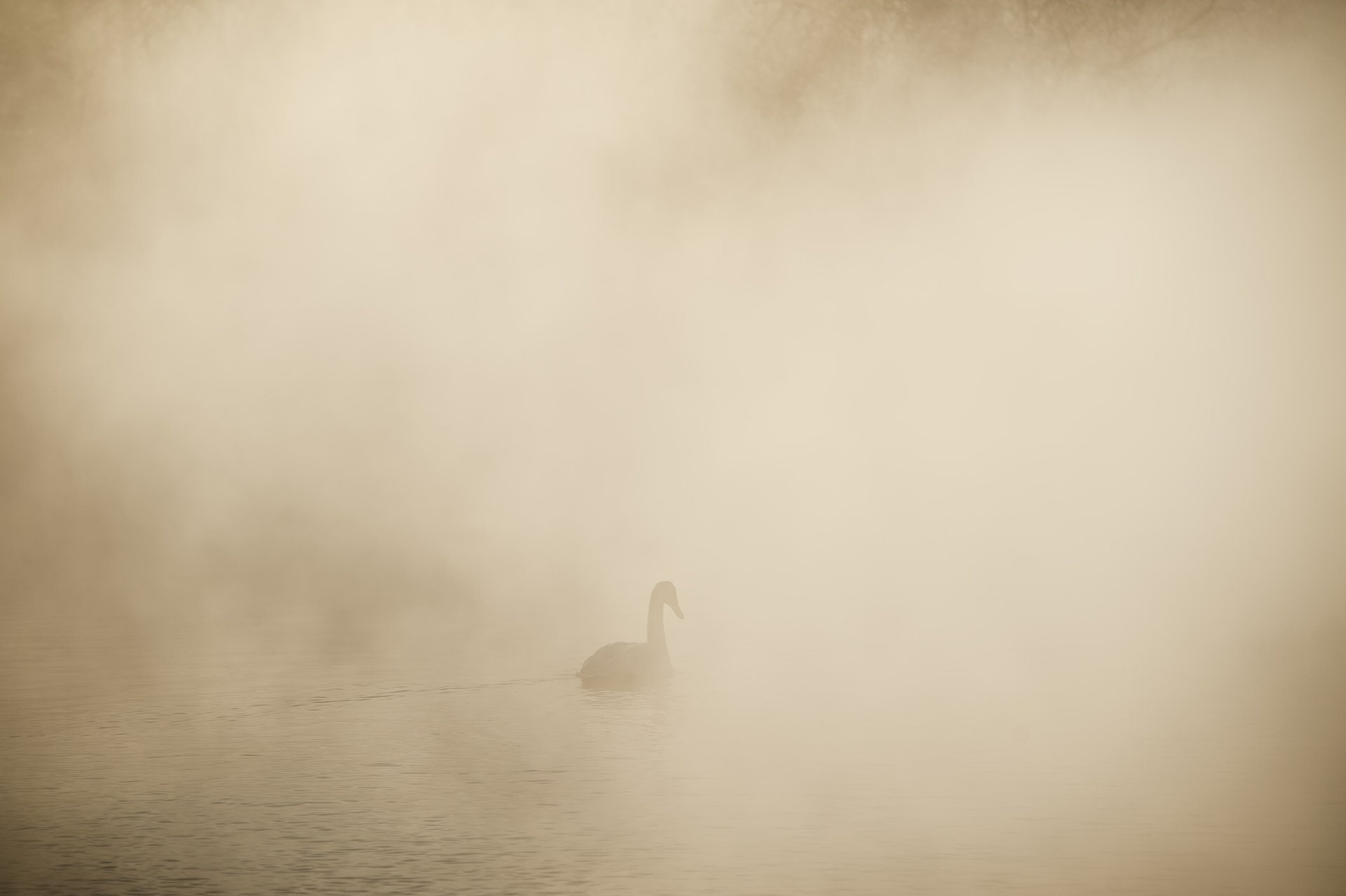 озеро, лебедь, туман, зима, рассвет, Olga  Wolkova