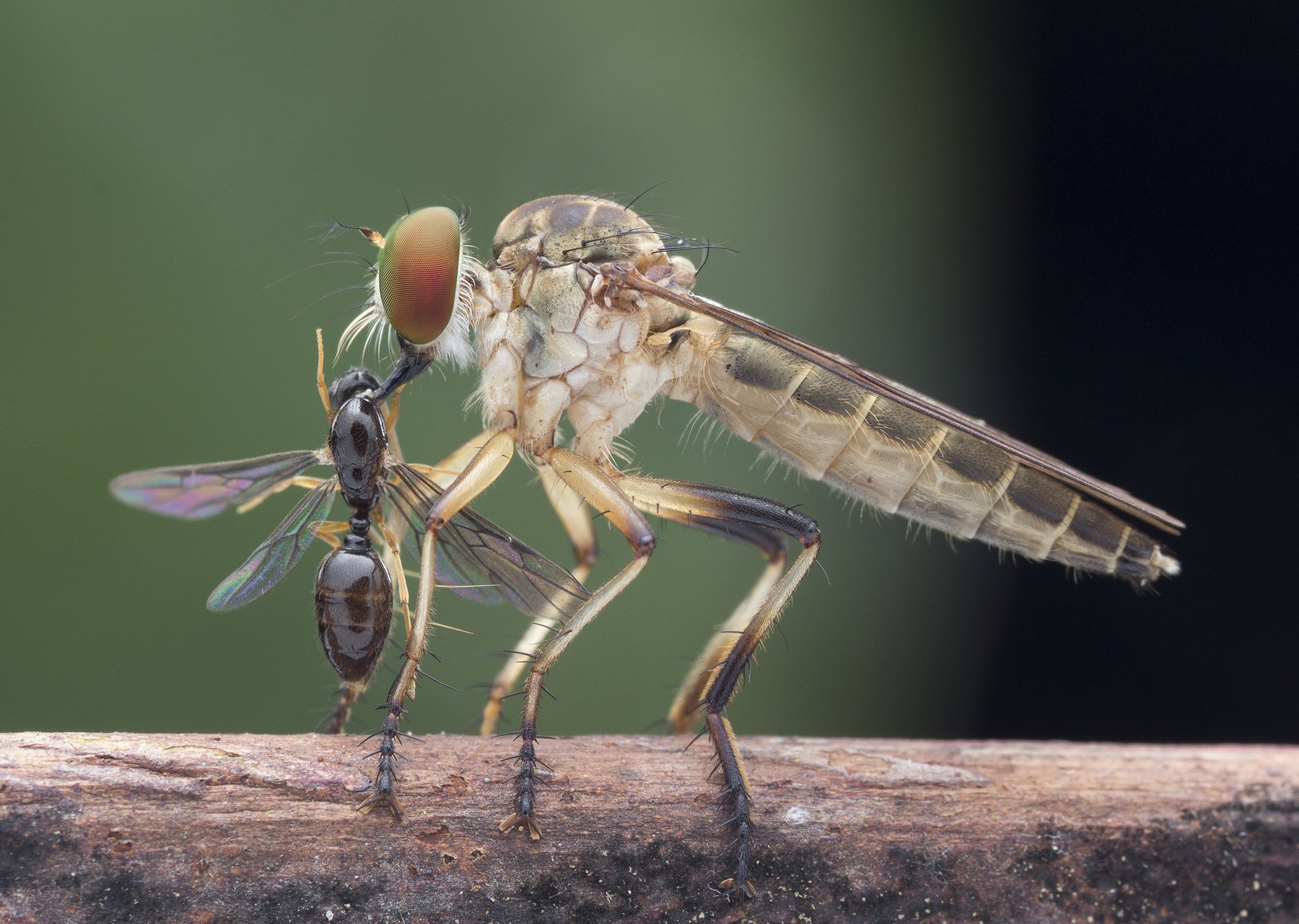 #macro#robberfly#prey#colors, Choo How Lim