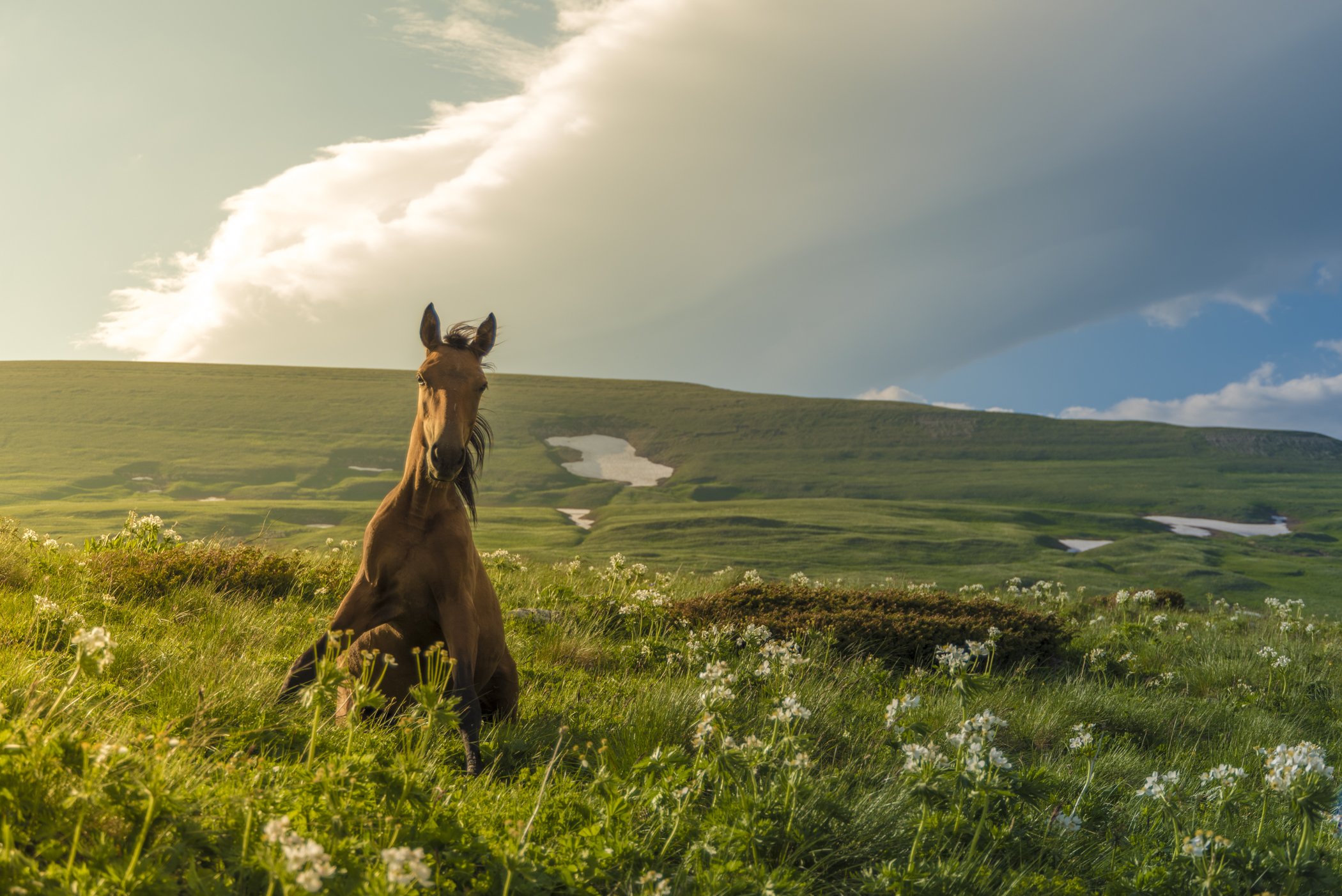 кони, кавказ, горы, природа, пейзаж, животные, рассвет, закат, фототур, Sergey Lexin
