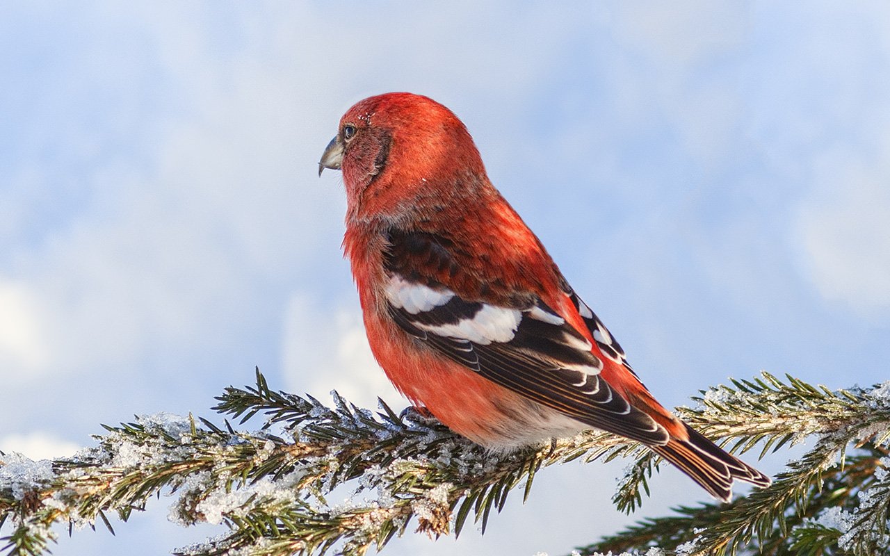 птицы,север,печора,коми,анималистика,клёст,клесты,природа,фауна,birds,the north,pechora,komi republic,animalism,crossbill,crossbills,nature,fauna,, Игорь Триер