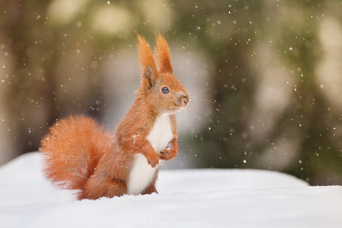 squirrel, winter, snow, cold, forest, snowy, frozen, wildlife, poland, cute, Tomasz Wieczorek