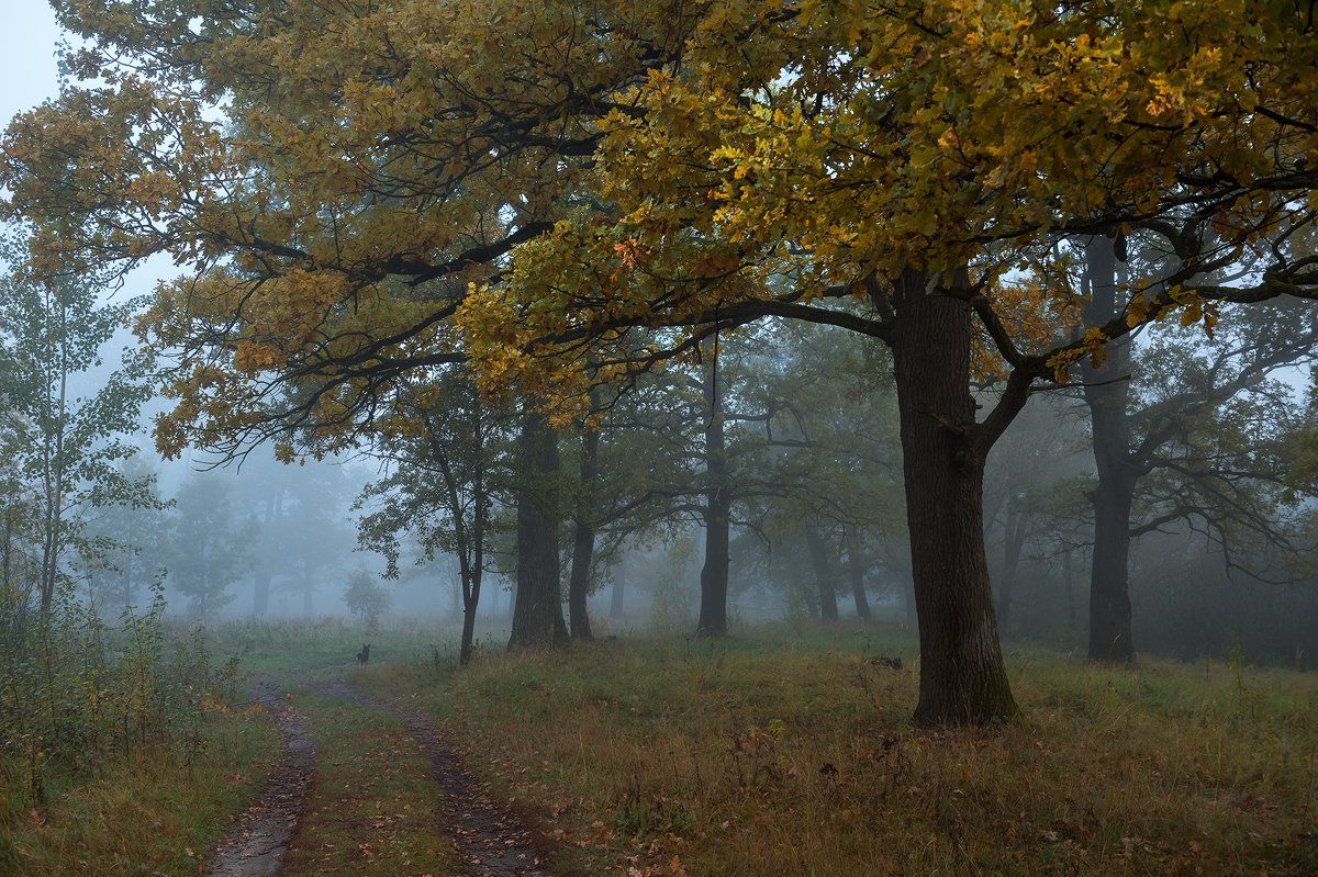 пейзаж,утро,рассвет,осень,туман,собака,дубы,россия, Юлия Лаптева
